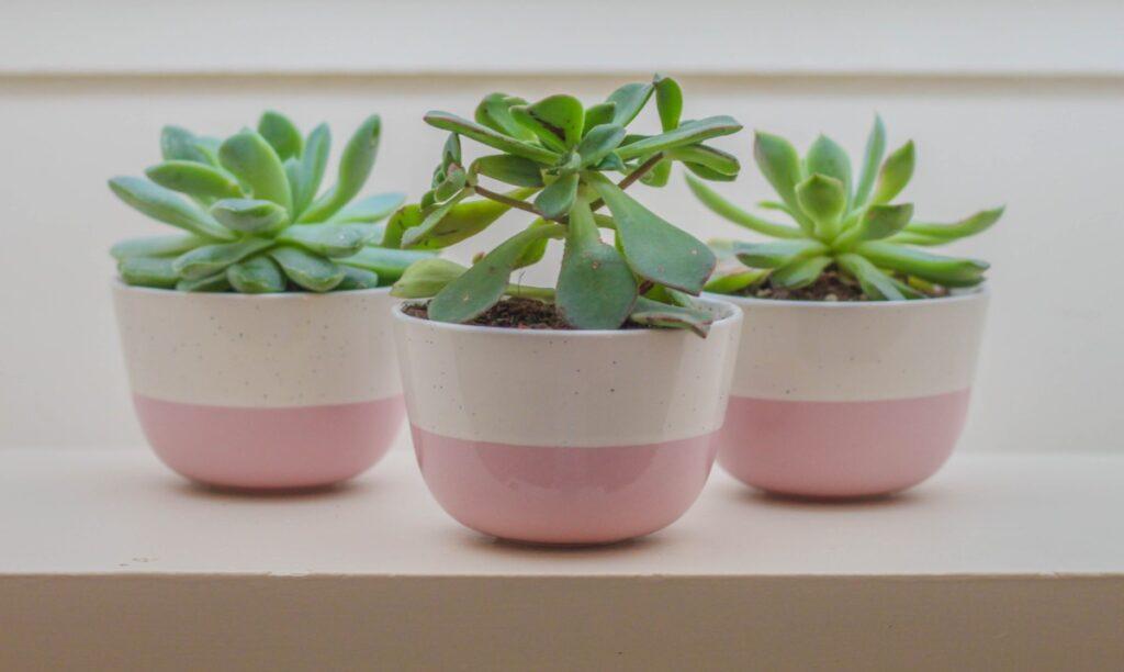 Danish Pastel Ny Danish Pastel NY