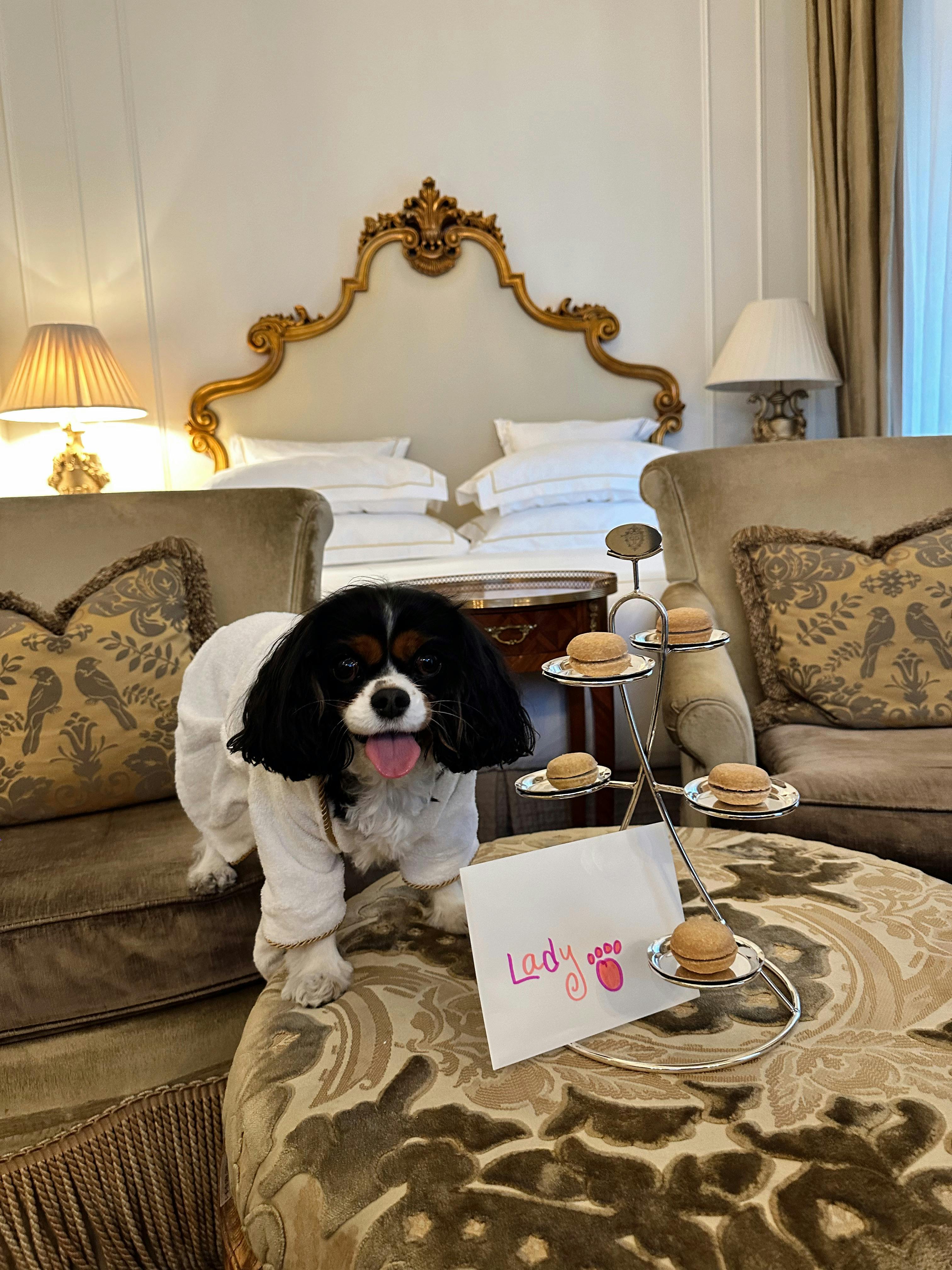 Designing for Companionship: The Rise of Pet Friendly Hotels